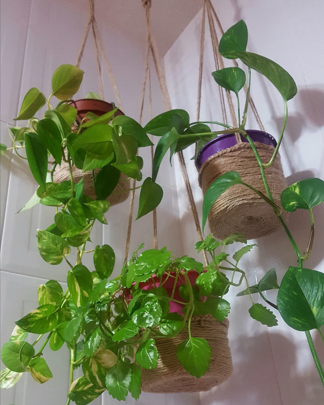 buena suerte planta del dinero