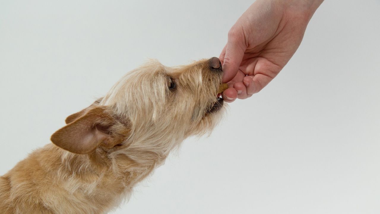 galletas caseras para perro