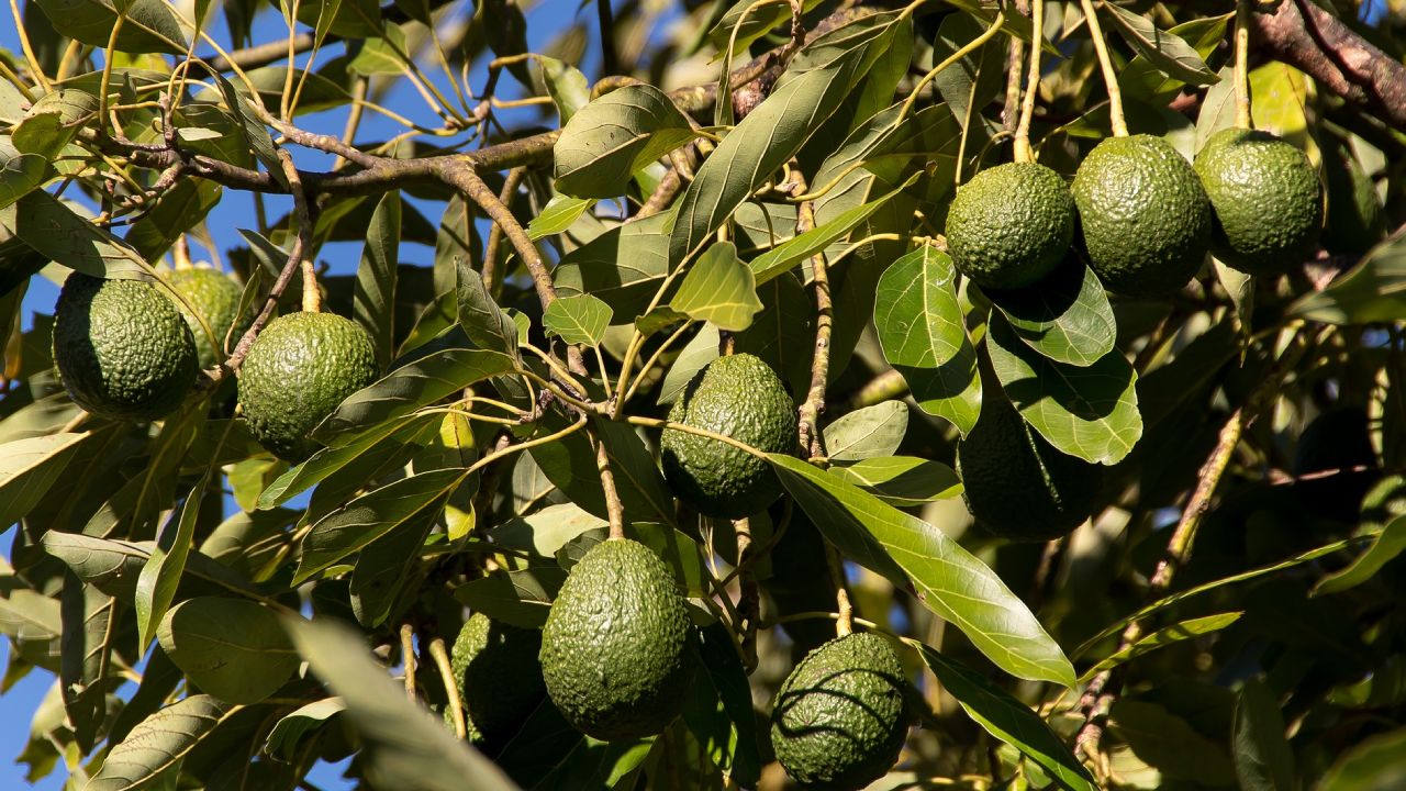 injertar aguacate en casa