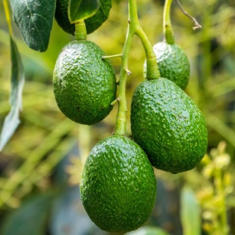 cómo injertar aguacate en casa