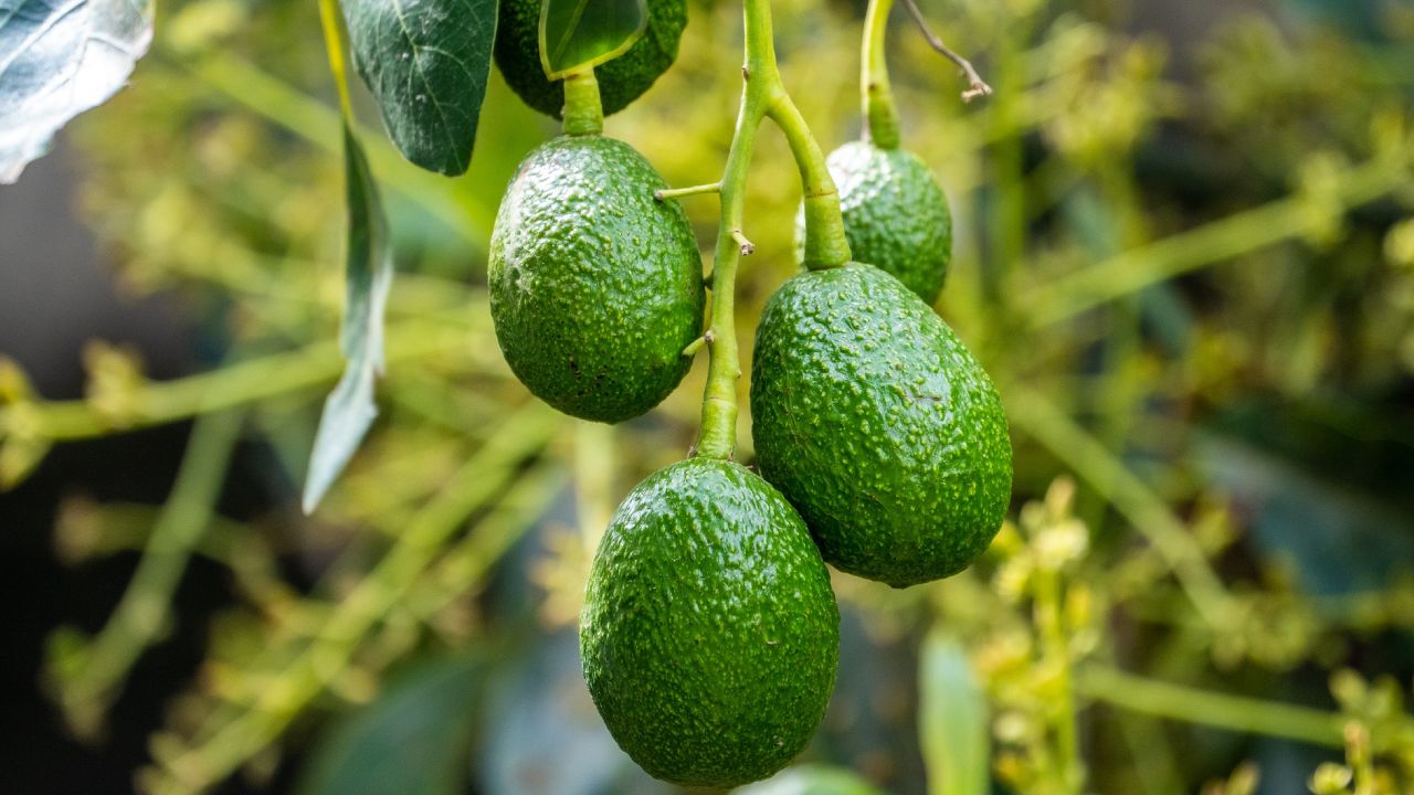 cómo injertar aguacate en casa