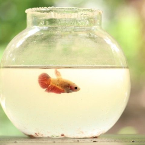peceras vuelven locos a los peces