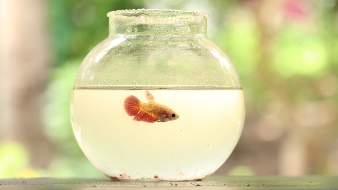 peceras vuelven locos a los peces