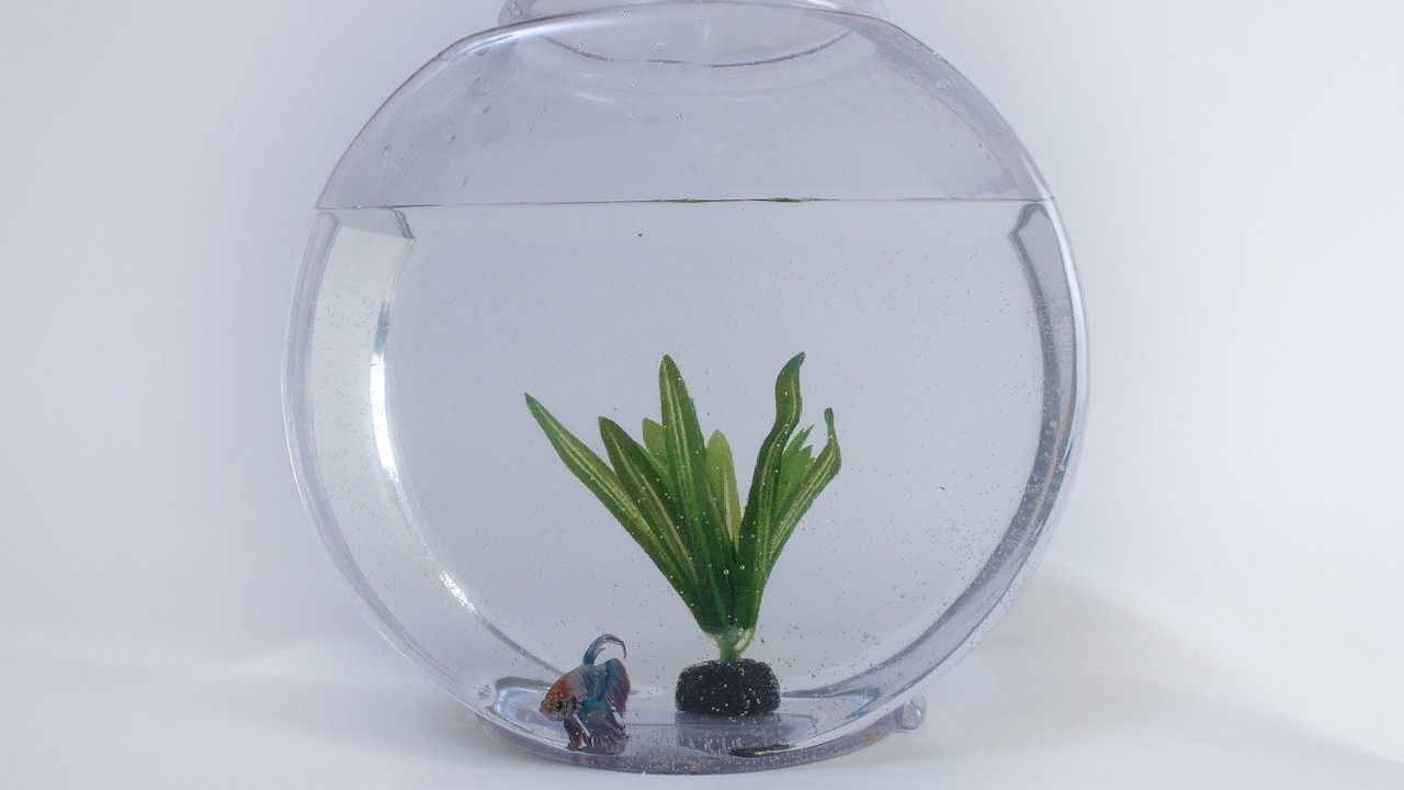 peces en las peceras