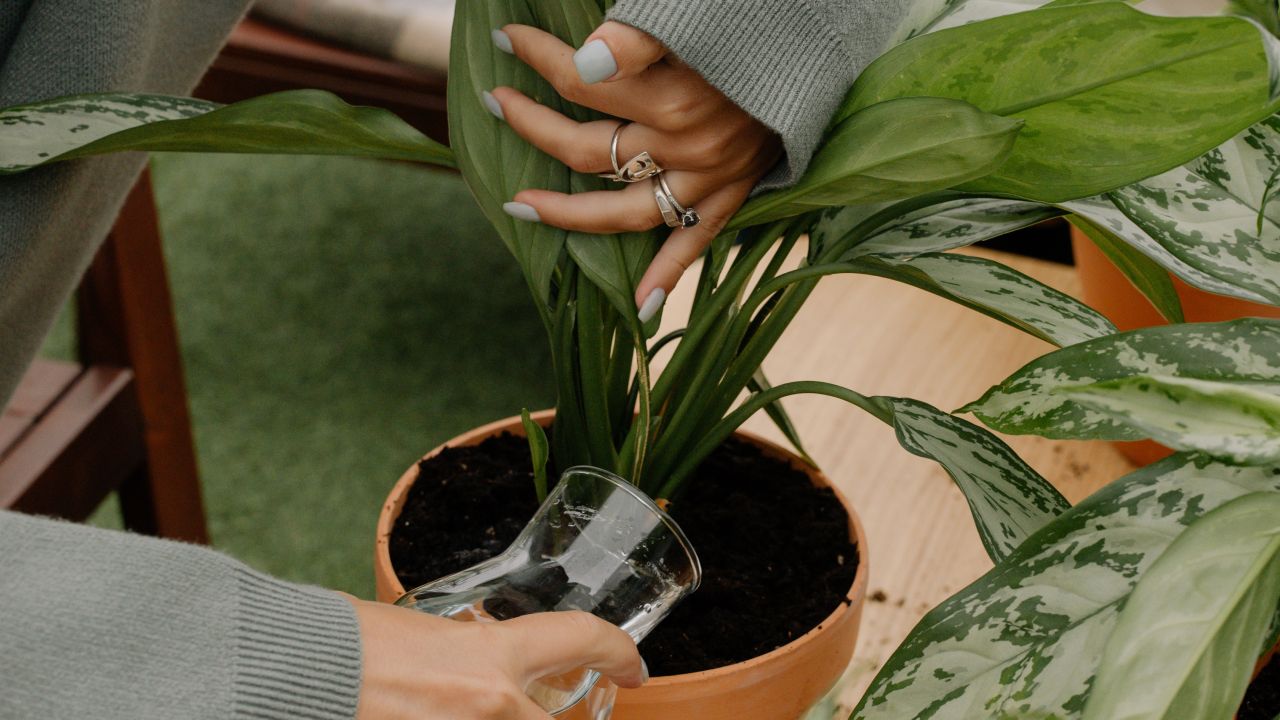 leche como fertilizante y fungicida para tus plantas