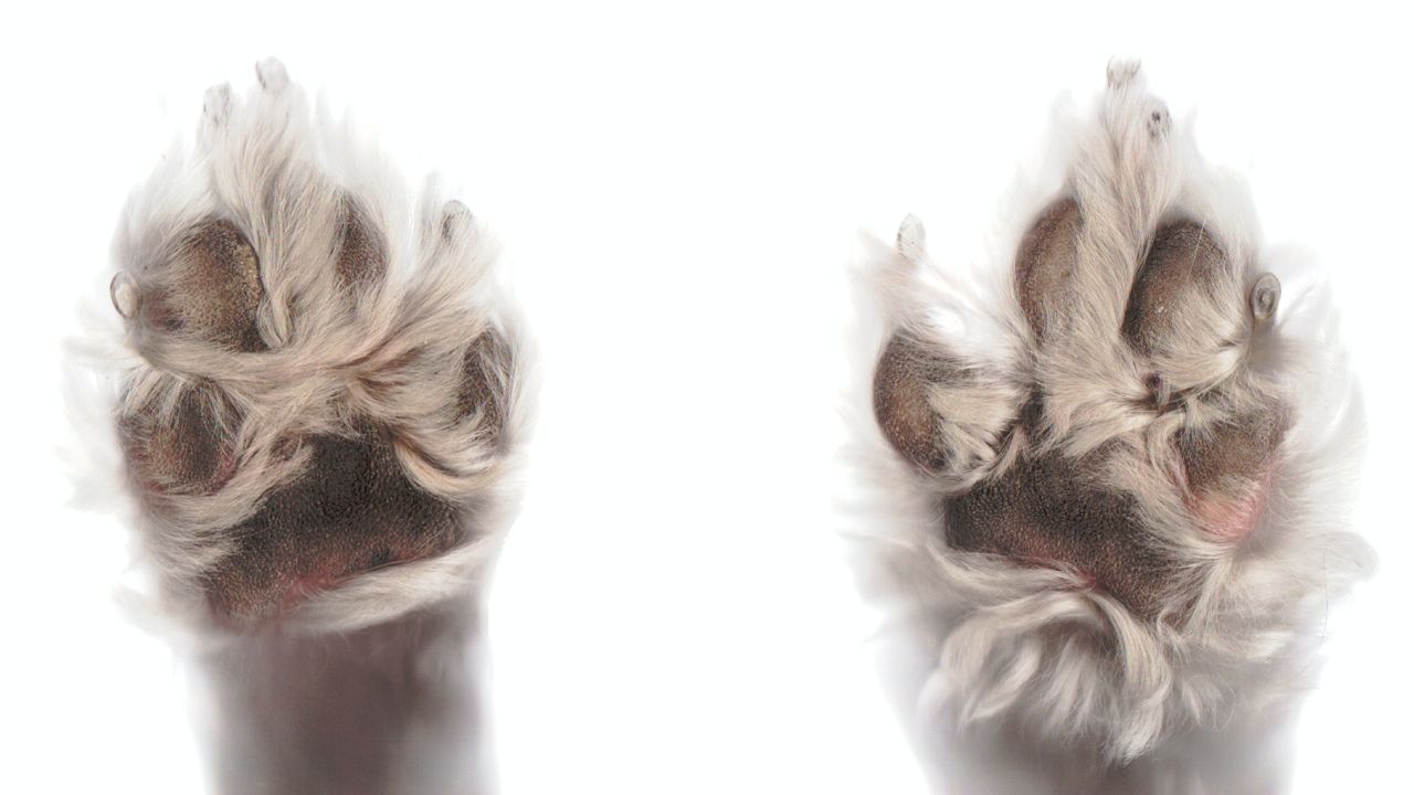 limpiador de patas casero