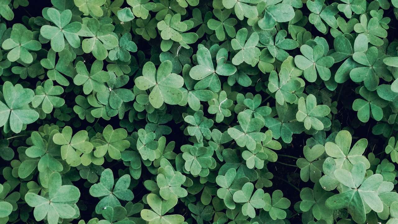 cómo afectan los tréboles