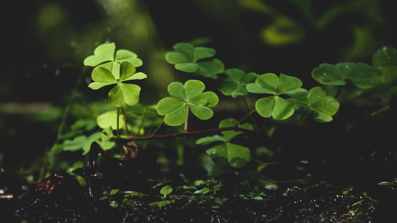tréboles en macetas o jardín dañan a tus plantas