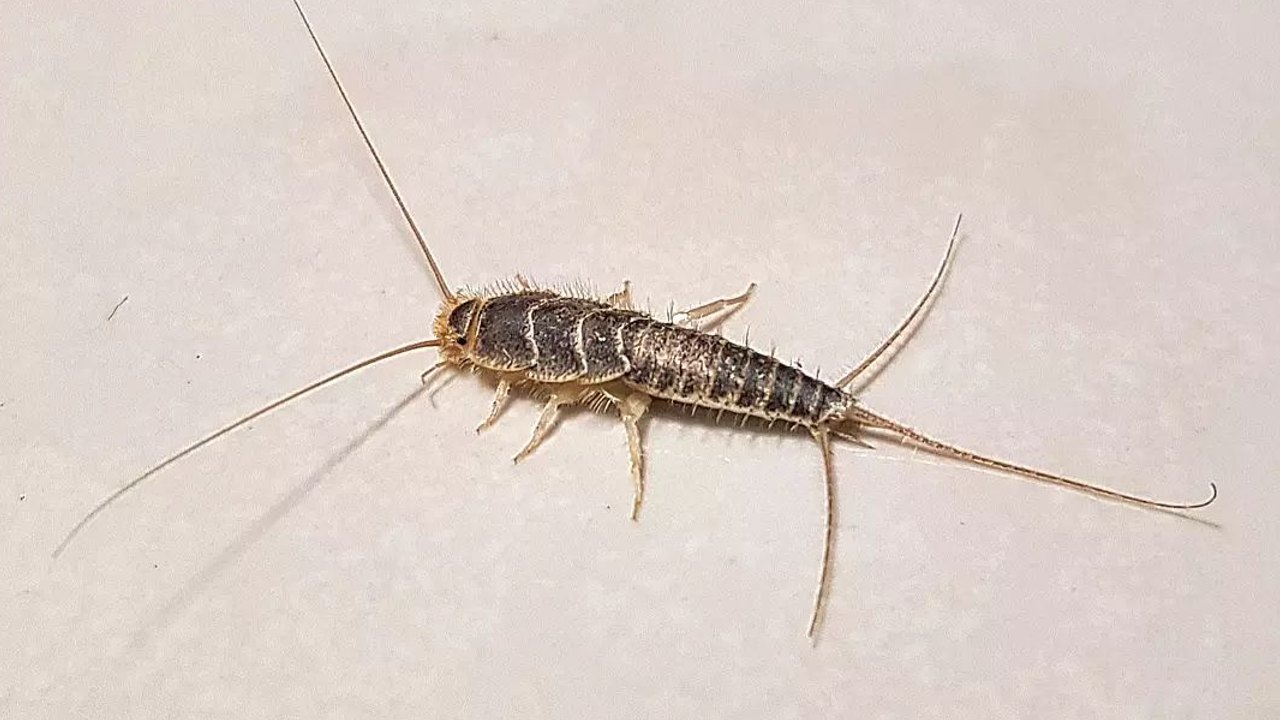 fumigar pececillos de plata