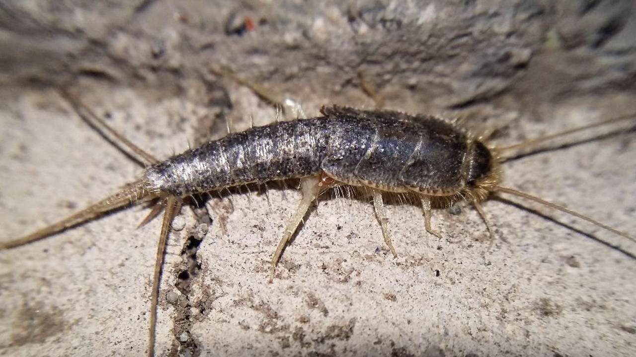 Pececillos de plata que son