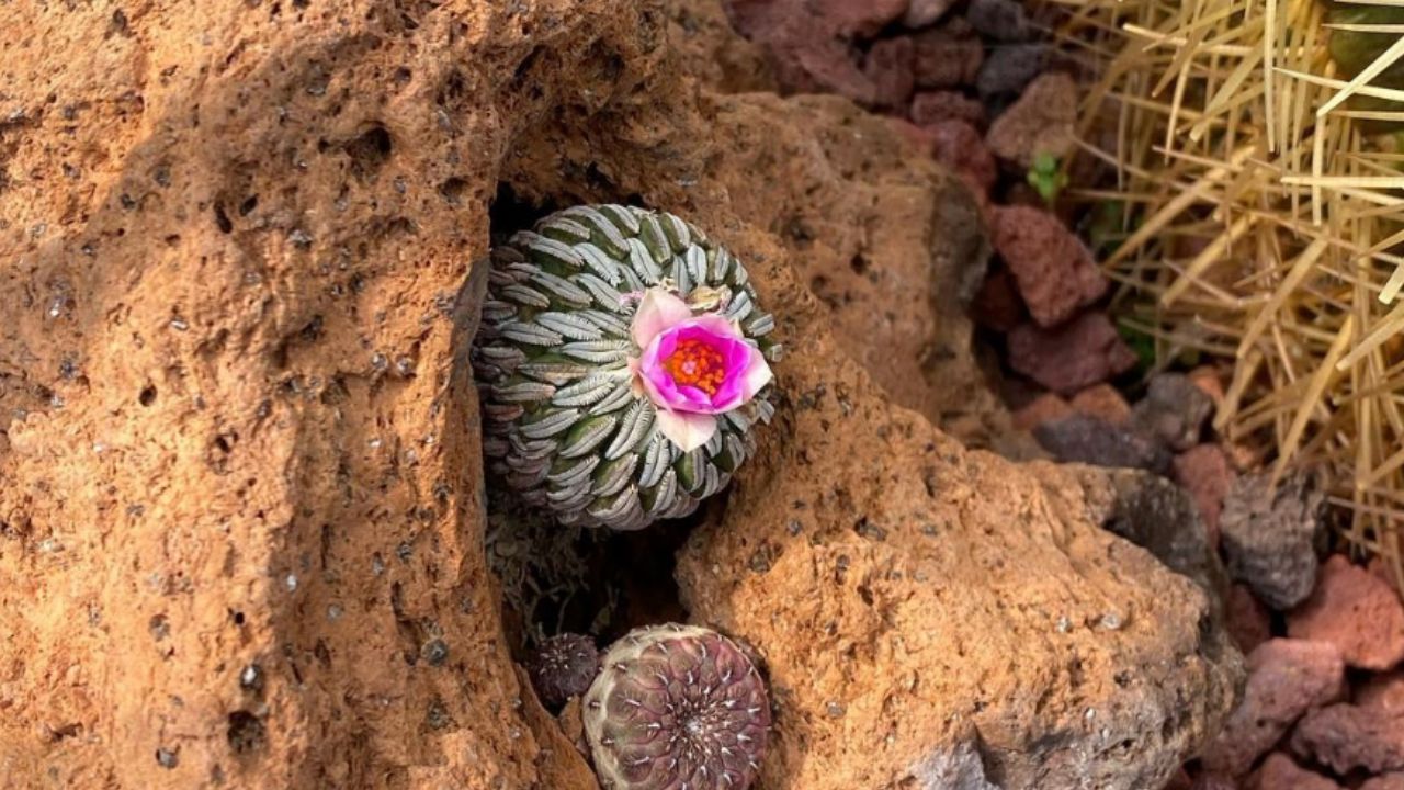 plantas ilegales en México