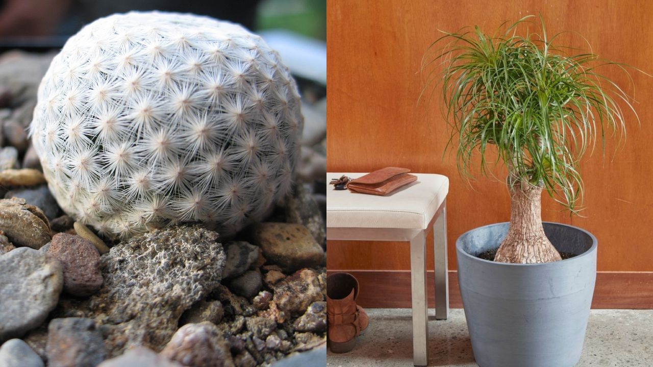 plantas ilegales méxico