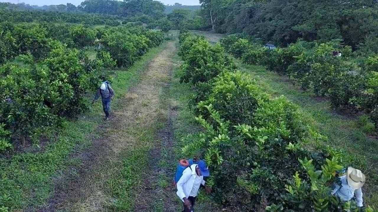 precio del limón hoy 2022