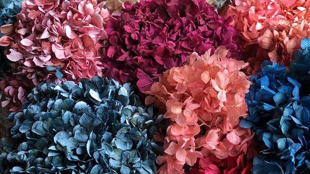 porque las hortensias se ponen verdes