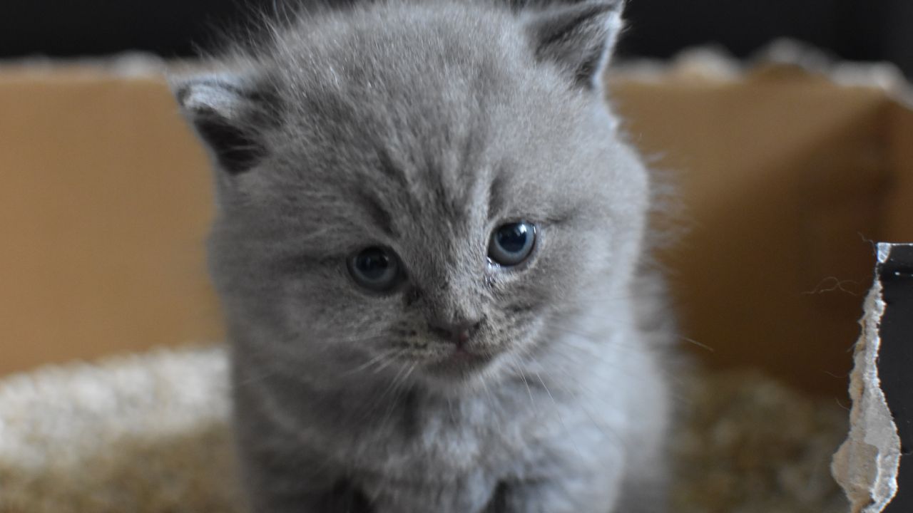 cómo quitar el olor a heces de gato