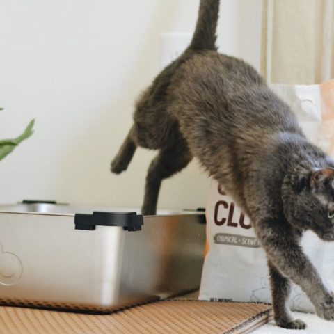 cómo quitar el olor a heces de gato