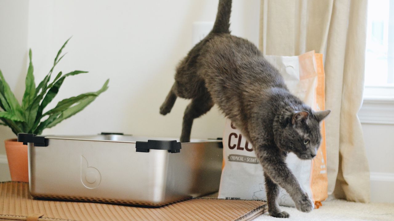 cómo quitar el olor a heces de gato