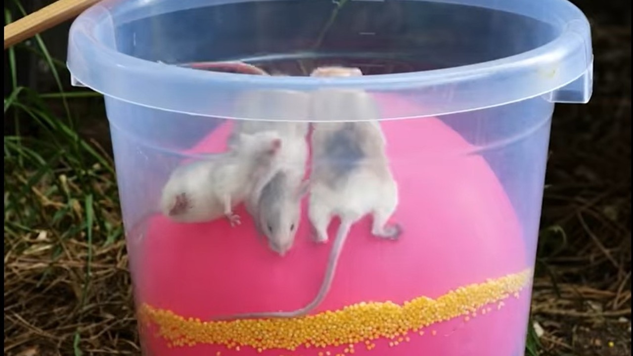 trampa casera para cazar ratas