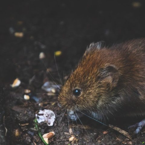 Trampa casera para ratas