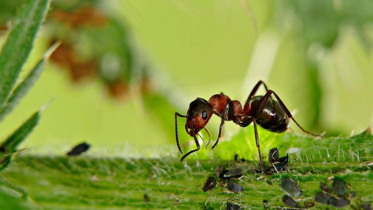 Trampa de plátano para pulgones y hormigas