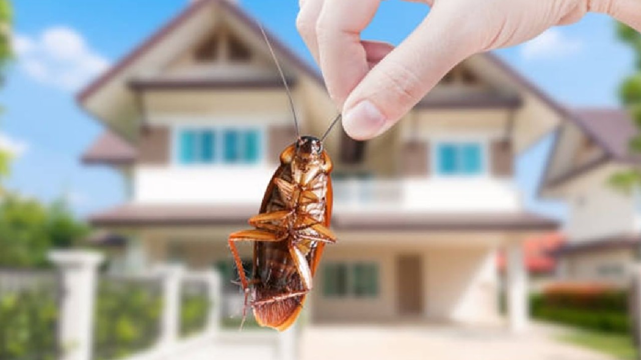 como eliminar plaga de cucarachas