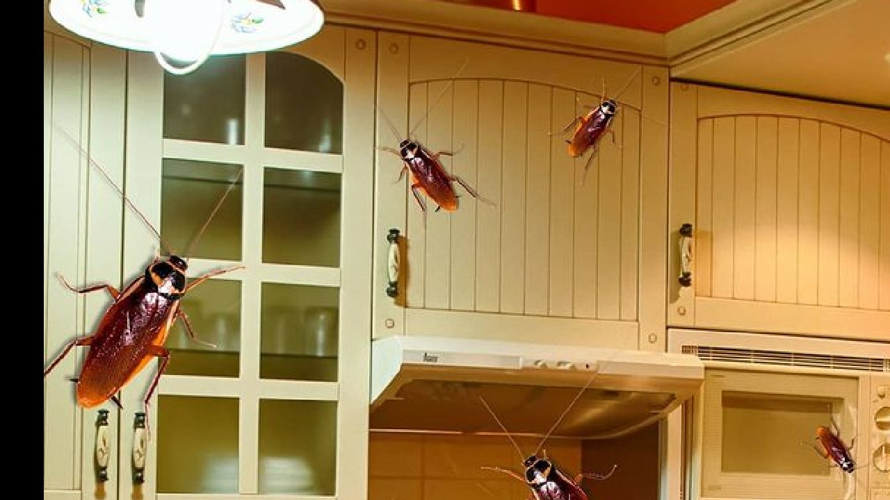 deshacerte de las cucarachas en los muebles de madera