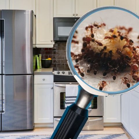 truco con vinagre para eliminar hormigas del refrigerador