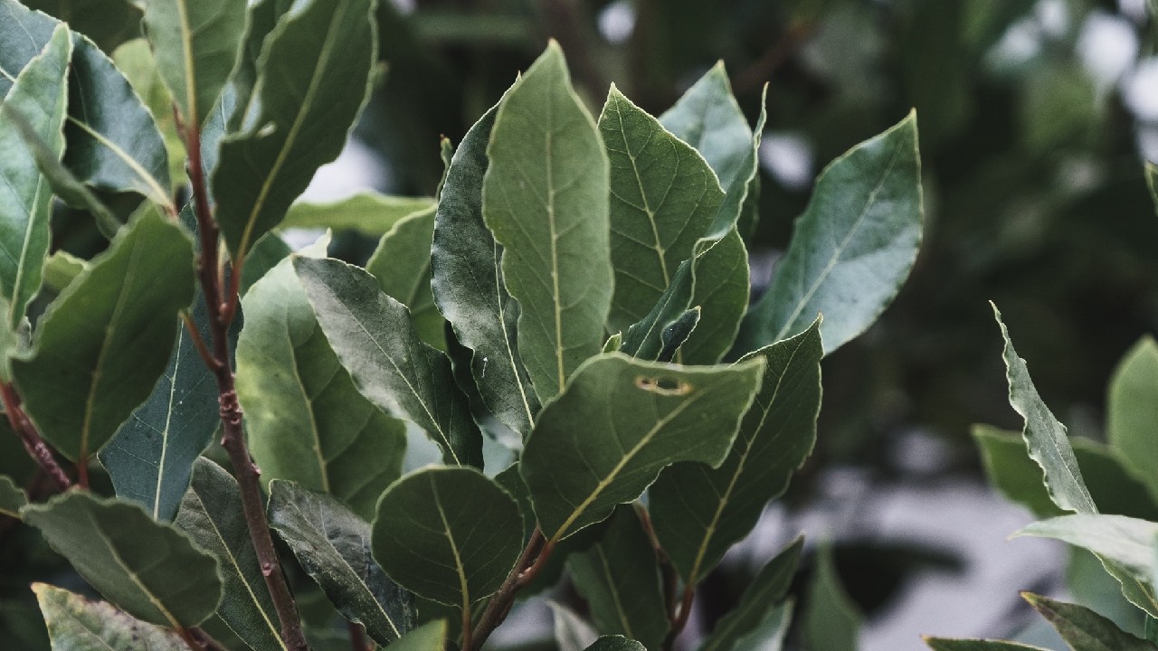 como hacer ritual 2202022