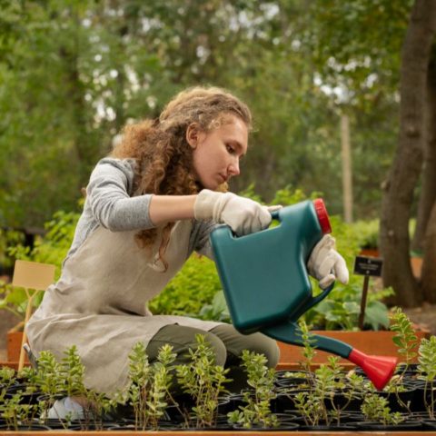 detectar si tus plantas necesitan agua