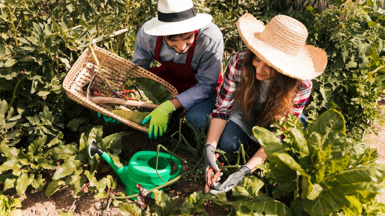 plantas que podrian estar danando tu jardin