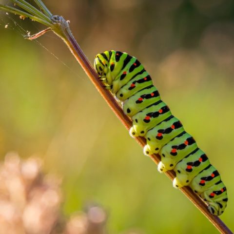 Como ahuyentar a las orugas