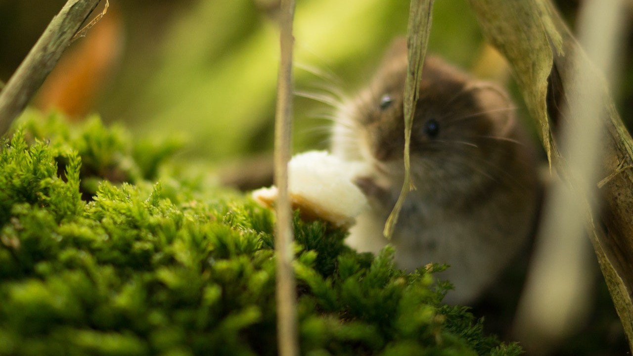 deshacerte de los roedores