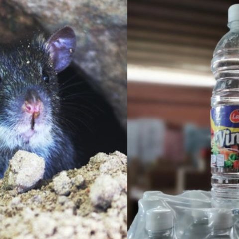 Como ahuyentar ratas y ratones