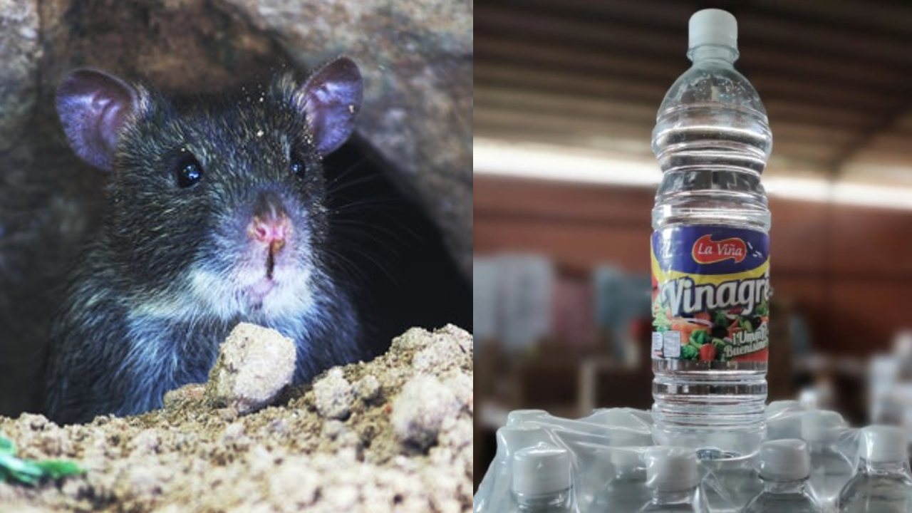 Como ahuyentar ratas y ratones
