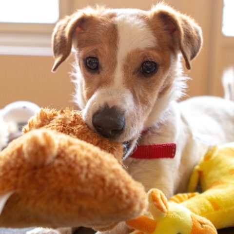 cómo lavar peluches de perros