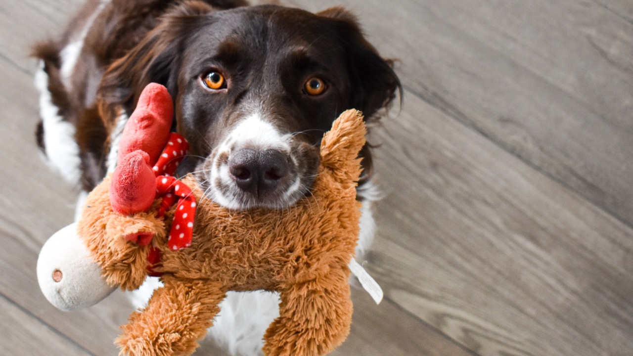 cómo lavar los peluches de los perros