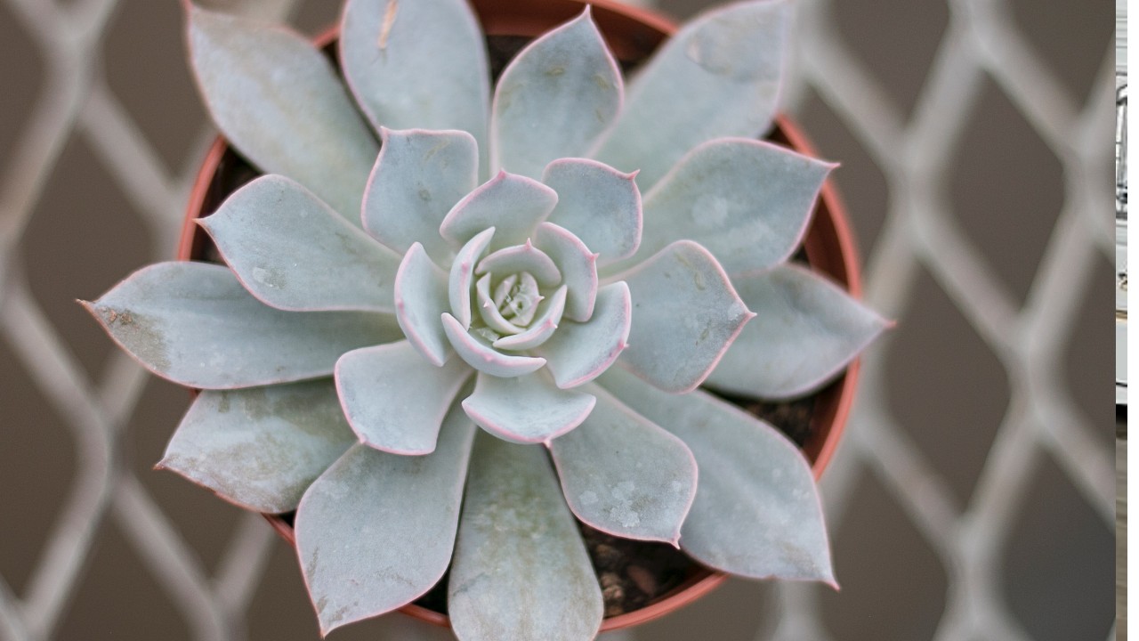 sustrato de tezontle