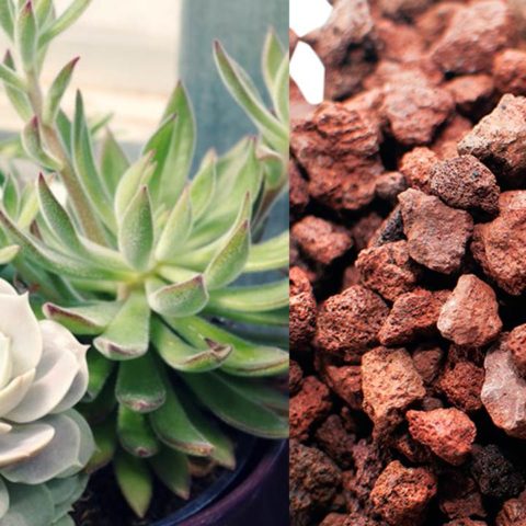 tezontle rojo como sustrato