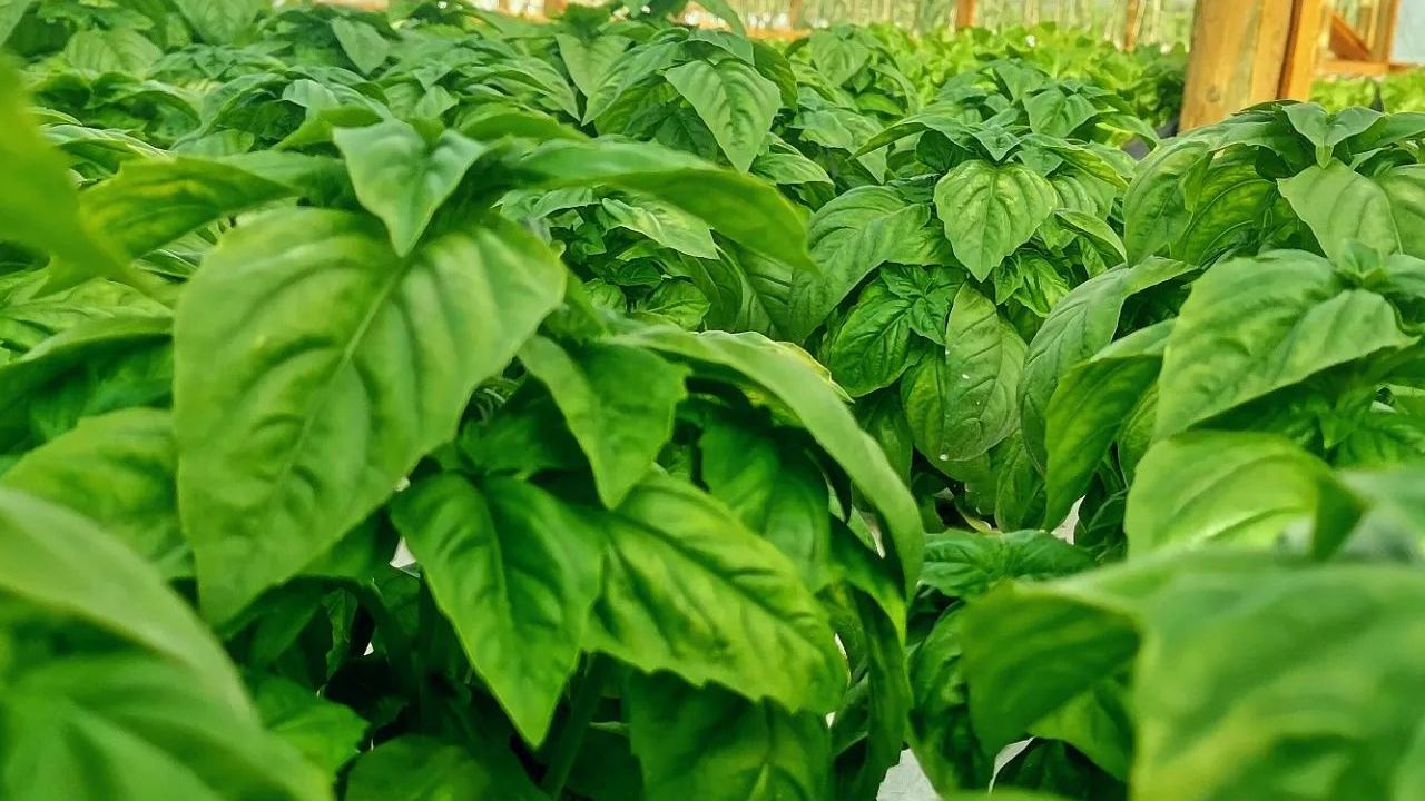 cuidados para una planta de albahaca