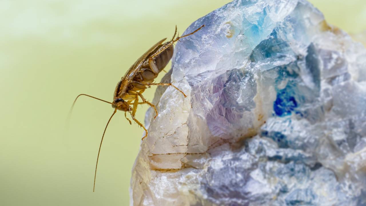 cómo deshacerse de las cucarachas chiquitas