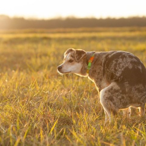 evitar perros orinen en tu césped
