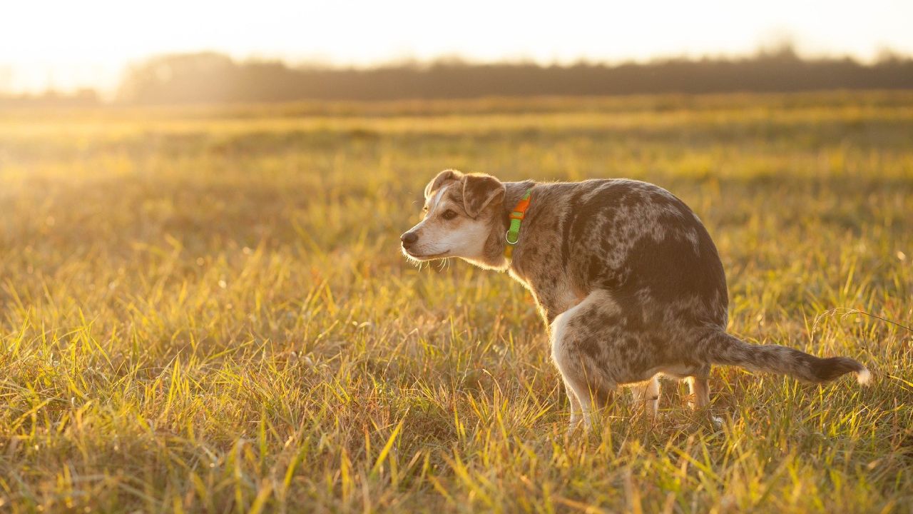 evitar perros orinen en tu césped