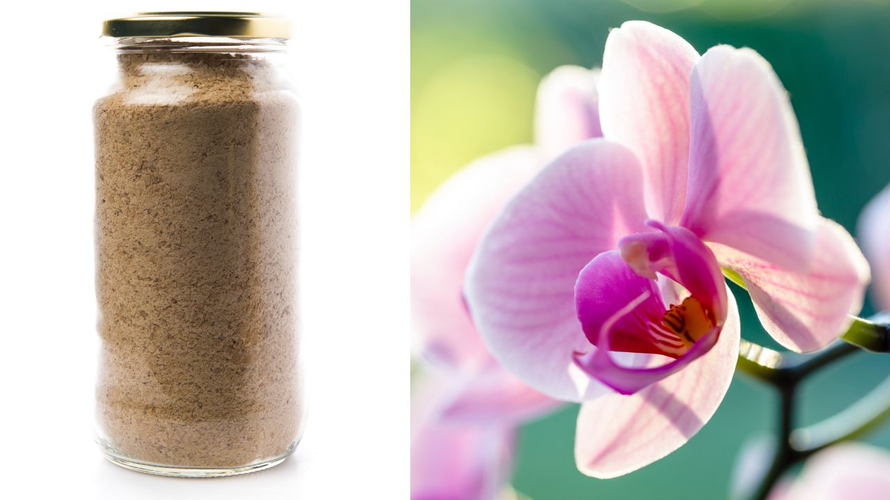 Fertilizante casero para florecer orquídeas