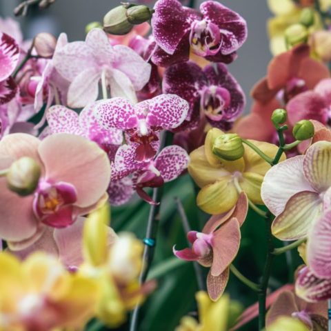 Fertilizante casero para florecer orquídeas