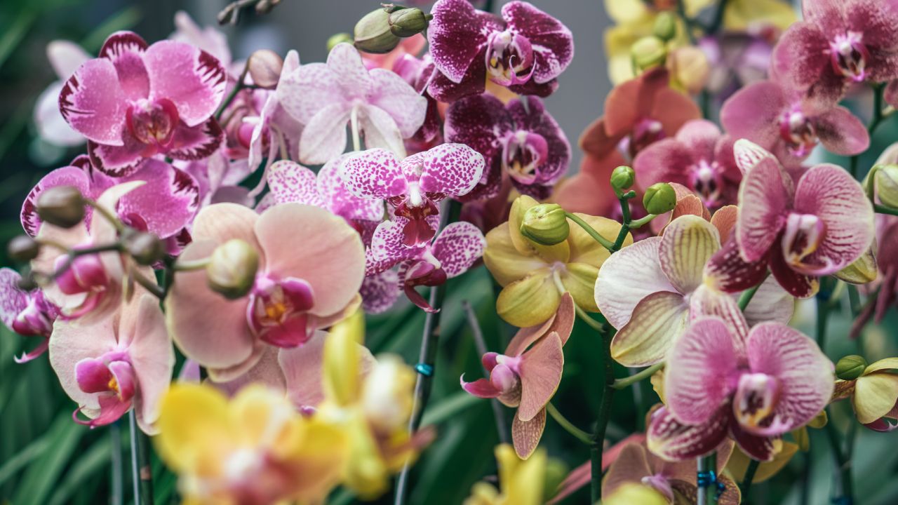 Fertilizante casero para florecer orquídeas