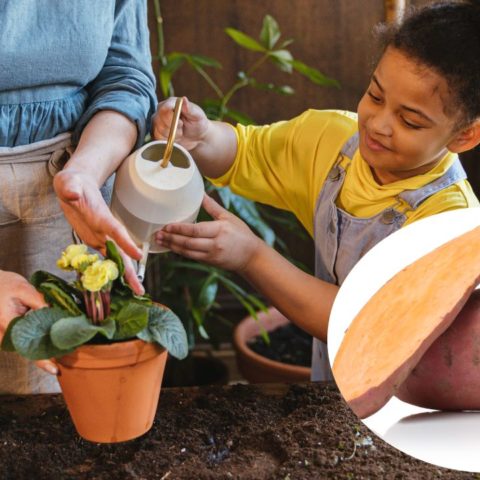fertilizante de camote para plantas