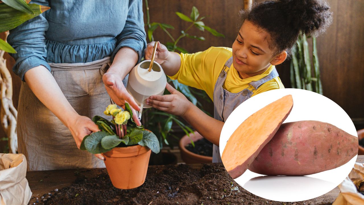 fertilizante de camote para plantas