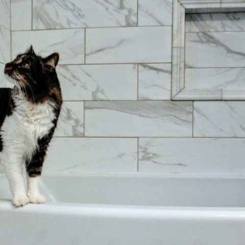 gatos sí se bañan