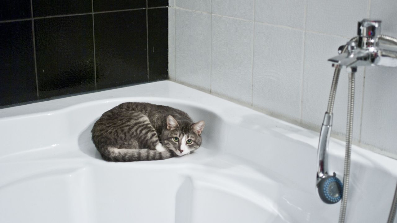 gatos sí se bañan cada cuánto