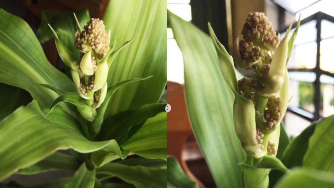 hacer que florezca tu palo de brasil